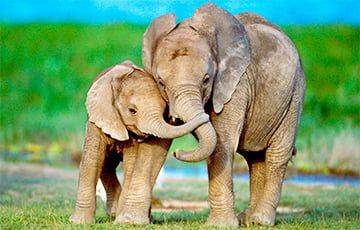 Ученые: Слоны обращаются друг к другу по именам - charter97.org - Белоруссия - Кения