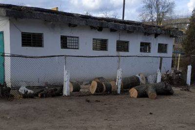 В Одесской области скандал: в городе массово пилят деревья | Новости Одессы