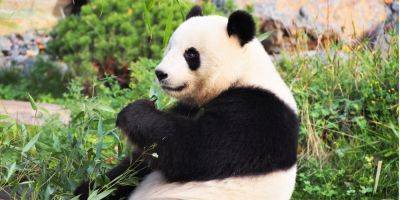 «Посланцы дружбы». Си Цзиньпин пообещал прислать в США новых панд