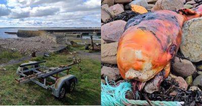"Никогда не видел ничего подобного": мужчина нашел на берегу неизвестное существо (фото) - focus.ua - Украина - Англия - Шотландия - Великобритания