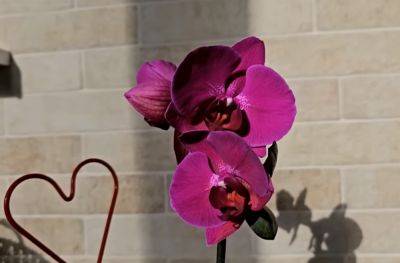 Нужно "обогатить" воду для полива: как спасти увядающую орхидею