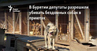 В Бурятии депутаты разрешили убивать бездомных собак в приютах