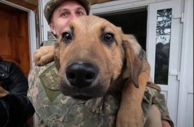 28 домашних животных эвакуировали из-под Купянска (видео)