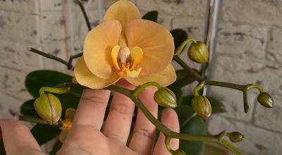 Как правильно ухаживать за орхидеями зимой: незнание этого может убить ваше растение