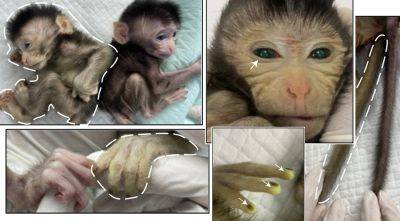 В Китае родилась первая обезьяна с высоким уровнем химеризма - obzor.lt - Китай