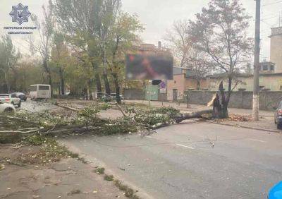 В Одессе упало дерево на улице Черноморского казачества | Новости Одессы
