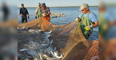 Крымский рыбный кризис: оккупанты разворовали средства, которые выделили на восстановление отрасли