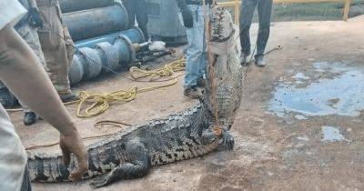 "Огромная зверюга": в канализации под городом обнаружили крокодила весом 197 кг (фото)