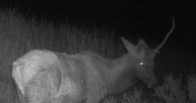 "Единорог и Пегасы": во время ночной прогулки заметили мифическое существо (фото)