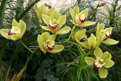 Рискуете лишиться своего орхидериума: что категорически запрещено делать с орхидеями зимой