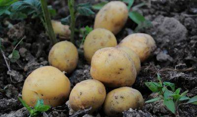 Об этом секрете рассказывают не все: что нужно сделать на огороде, чтобы в следующем году картошка была огромной
