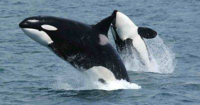 Видели лишь несколько человек: очень редкое поведение китов-убийц впервые сняли на видео - focus.ua - Украина - Антарктида