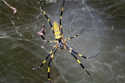 AL.com: восток США захватили огромные летающие пауки из Японии и Китая