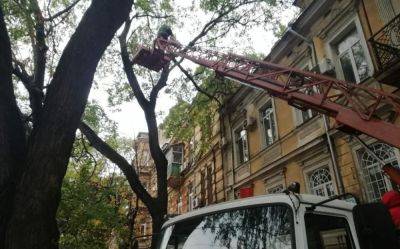 Последствия стихии в Одессе: упало более сотни деревьев | Новости Одессы