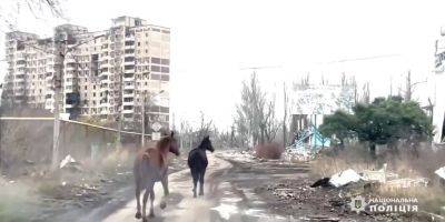 Нацполиция и волонтер эвакуировали из Авдеевки двух лошадей — видео