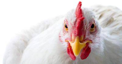 Эксперты прогнозируют ухудшение ситуации с гриппом птиц в мире