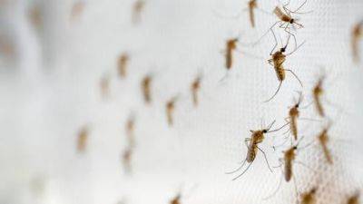 Нашествие комаров в центре Израиля из-за войны: названа причина - vesty.co.il - Израиль - Тель-Авив - Гана - Гуш-Дана