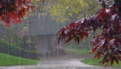 Дождь, ветер и +19: синоптик Диденко предупредила о погоде на пятницу, 3 ноября