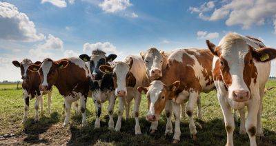 Три района Брестской области возглавляют страновой рейтинг по поголовью крупного рогатого скота