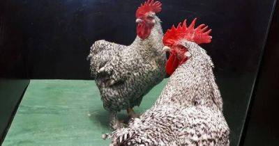 В Австралии женщину убил домашний петух: клюнул, когда она собирала яйца в курятнике (фото)