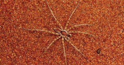 Крадущиеся в тени. В Австралии открыли невероятное количество новых "бегущих в ночи" видов пауков