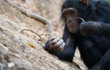 Ученые рассказали, как шимпанзе ловят термитов на удочку
