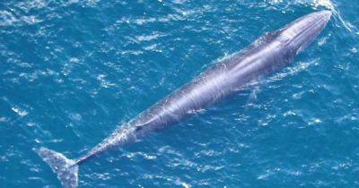 В Мексиканском заливе изо всех сил пытается выжить один вид китов: их осталось всего 51