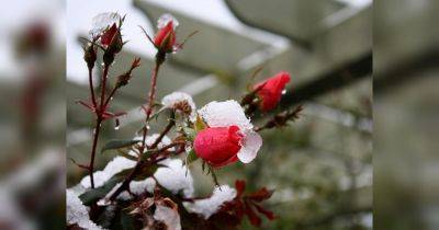 Используйте мешковину или подобную крепкую ткань: готовим розы к зимовке