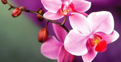 Чем подкормить орхидеи, чтобы они цвели - подкормка из куркумы для орхидей - рецепт