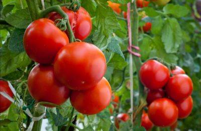 Вы будете удивлены: как высадить помидоры в ноябре, чтобы получить шикарный урожай