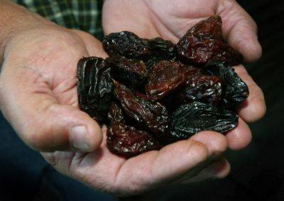 Узбекистан отгрузил на экспорт рекордные объемы чернослива, закрепившись в тройке мировых поставщиков этой продукции