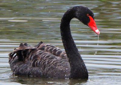 На пруду в Чехии заметили черного лебедя: видео