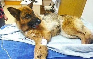Под Смолевичами сельчане спасли травмированную собаку