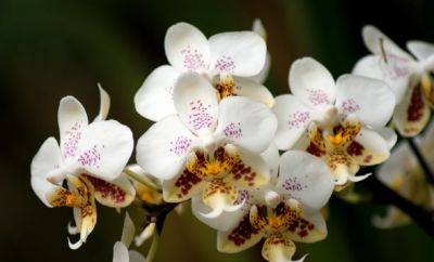 Ведь хочется созерцать эту красоту постоянно: как заставить орхидею повторно зацвести