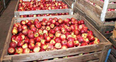 Не все украинцы об этом знают — как правильно хранить яблоки зимой: простые советы, которые уберегут плоды