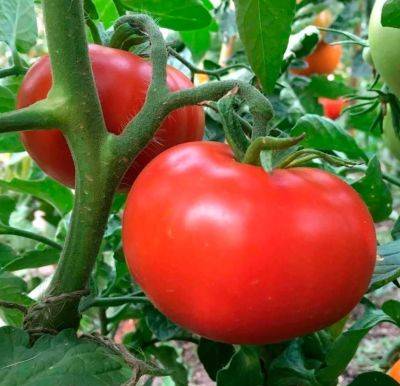 Запишите эту хитрость: как при помощи соды вырастить помидоры размером с крупный кулак