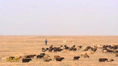 В Туркменистан прибыла миссия ФАО для оказания помощи при выращивании мелкого рогатого скота