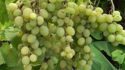 Вашему винограду будет завидовать всё село: как приготовить самодельное удобрение, от которого урожая будет в два раза больше