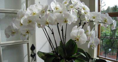Круглогодичное цветение орхидеи: флористы поделились секретами выращивания растения - focus.ua - Украина