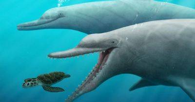 Предок с коренными зубами 30 млн лет назад подарил китам "встроенный эхолокатор": кто это был (фото)