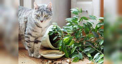 Орхидея, фиалка и денежное дерево: комнатные растения, безопасные для кошек и собак