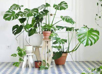 Горды и требовательны: за какими комнатными растениями сложнее всего ухаживать