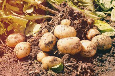 Не повторяйте эту ошибку, чтобы не остаться без картошки: что нужно знать, чтобы не загубить весь урожай