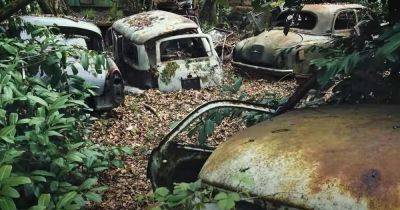 Раритеты на поляне: в лесу обнаружено огромное кладбище ретро-авто (видео)