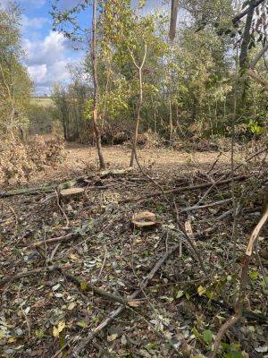 В лесу на Купянщине незаконно срубили 100 деревьев – экоинспекция (фото)
