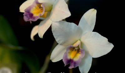 Даже молоко сгодится: какие необычные методы подкормки орхидей полезны для вашего растения