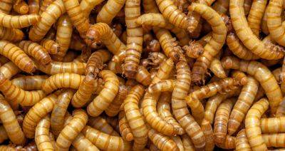 Крупнейший в мире завод по производству мучного червя для питания людей и кормов строится в Испании