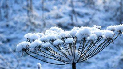 Снегопады и морозец &#8722; синоптики рассказали, какой погоды ждать в декабре