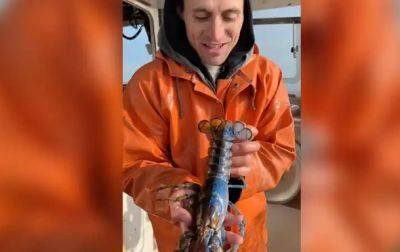 Американец поймал редкого двухцветного омара-гермафродита
