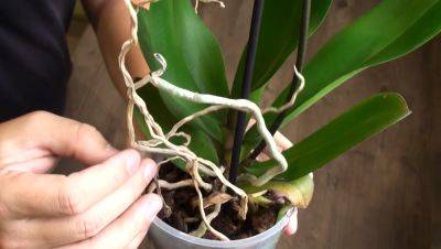 "Волшебная" водица: как приготовить специальный раствор, чтобы помочь отрастить орхидее новые корни